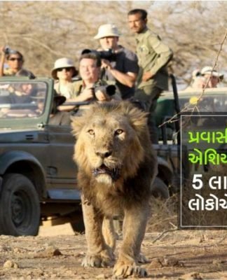 પ્રવાસીઓમાં વધતું એશિયાઇ સિંહ નું આકર્ષણ: 5 લાખથી વધુ લોકોએ લીધી મુલાકાત. એશિયાઇ સિંહ