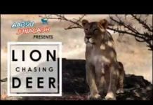 Lion Chasing Deer