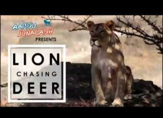 Lion Chasing Deer