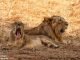 World Lion Day