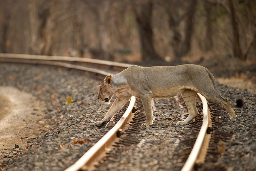 Lion Railway Crossing