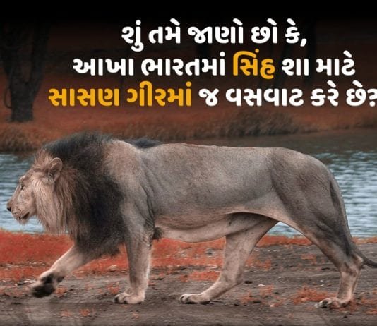 શું તમે જાણો છો કે, આખા ભારતમાં સિંહ શા માટે સાસણ ગીરમાં જ વસવાટ કરે છે? સિંહ