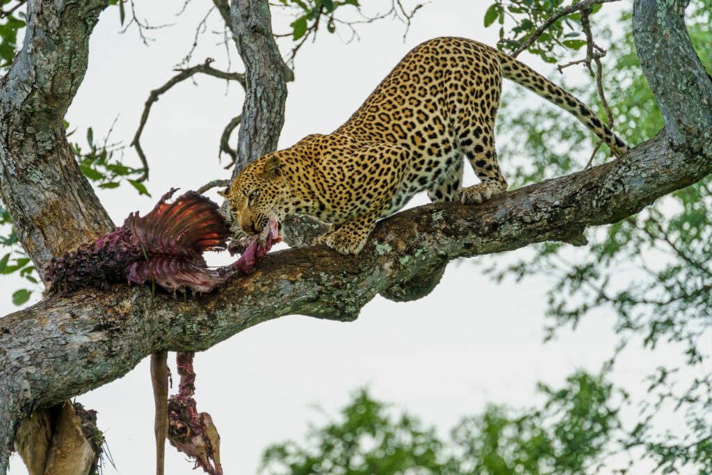 Why do leopards attack more in summer